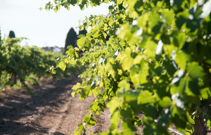 Visita y degustación en Domaine Sorby Adams 1,00 €