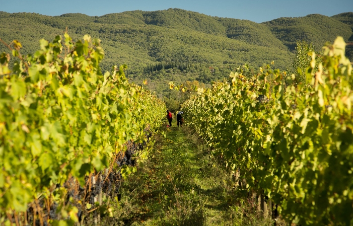 Tenuta Canto Alla Moraia: Tour Deluxe tour por el viñedo, degustación de vinos, almuerzo 45,00 €