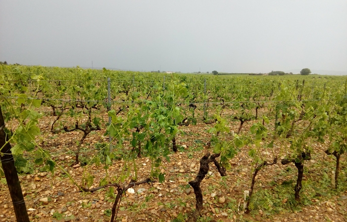 Visita y degustaciones del Domaine Rémy Nodin 1,00 €