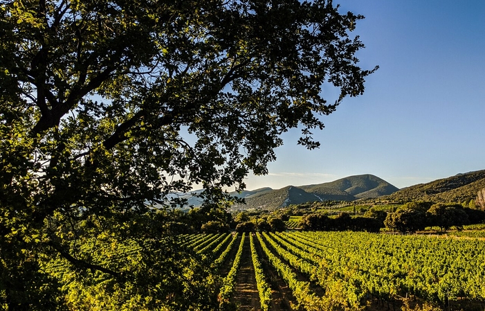 Visita y Degustación en el Domaine de la Bouvaude 1,00 €