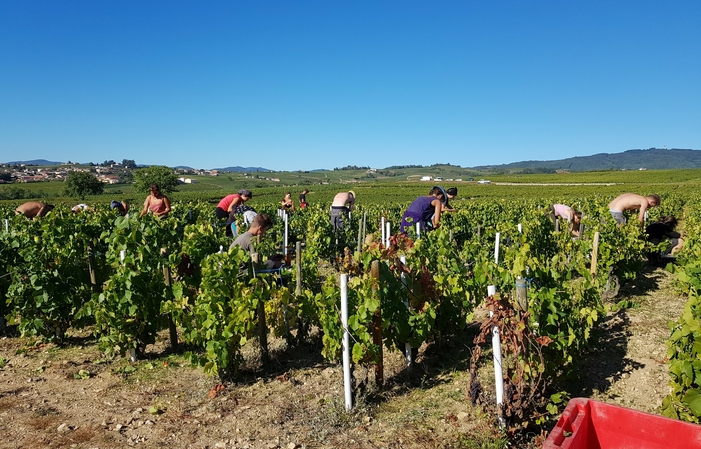 Visita y degustación en Domaine Lapierre 1,00 €