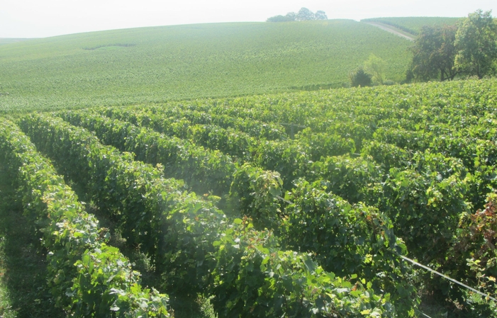 Visita a Domaine Champagne Bertrand y Bernard Doyard 1,00 €