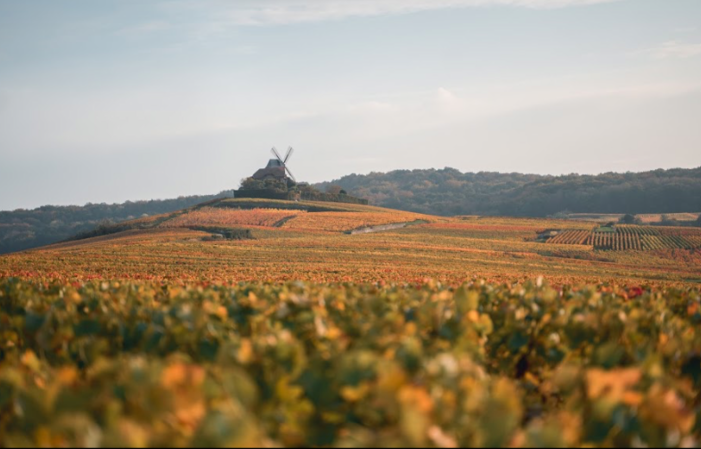 Visita y degustación - Champagne Forget-Chemin 1,00 €