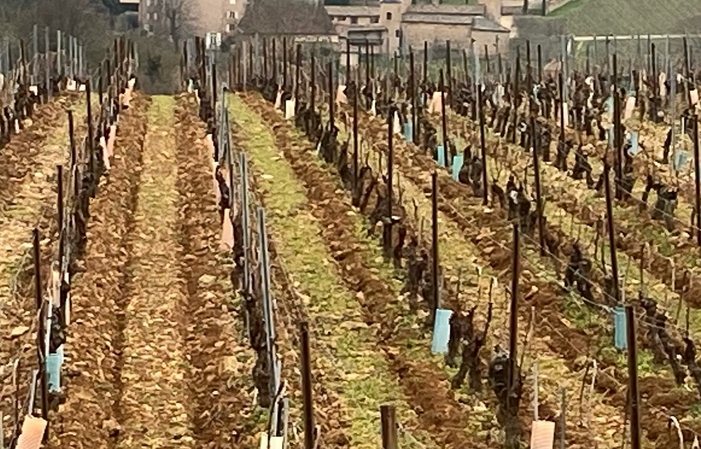 Visita y degustaciones en el Château de Chasselas 35,00 €