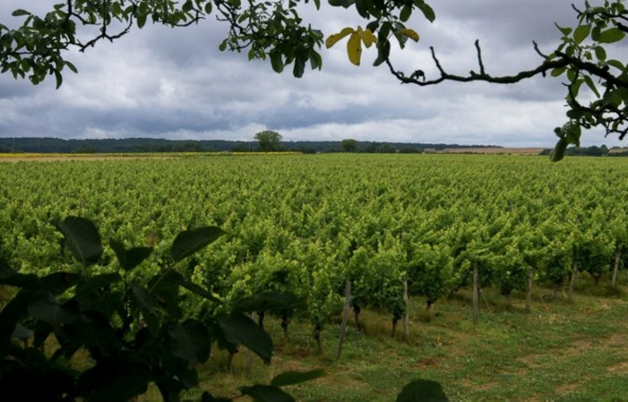 Visite el Château du Petit Thouars - Vino del Valle del Loira 1,00 €