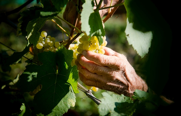 Visita a Kellerei Estate St. Michael Eppan - Cantina Produttori San Michele Appiano 1,00 €