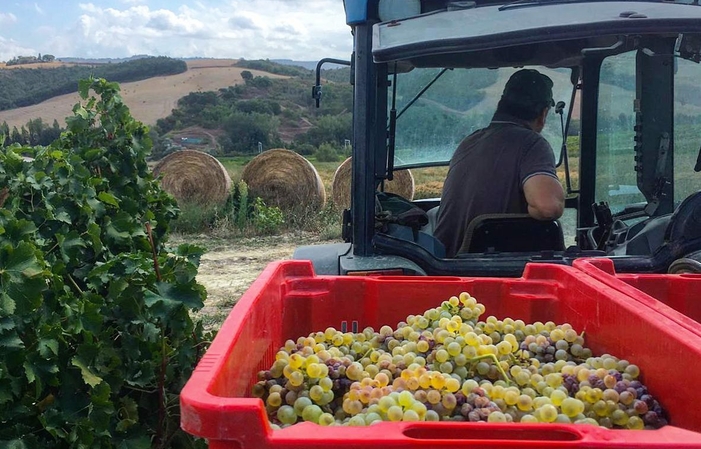 Visite la finca Poggio Lupo 10,00 €