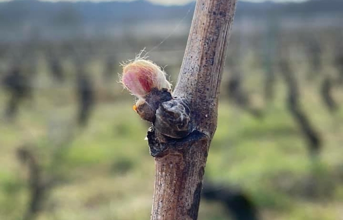 Visita y degustación de la finca hugonote 1,00 €