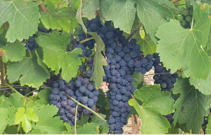 Visita a la Finca COSTEPLANE 1,00 €
