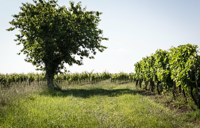 Visita y degustación en domaine de Magnaut 1,00 €