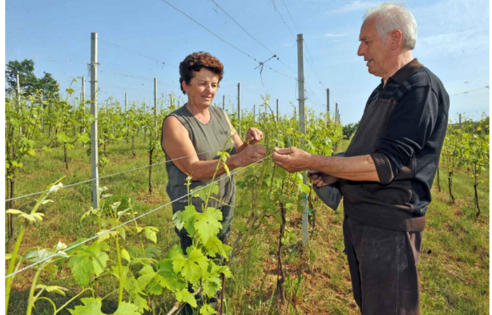 Visite la finca Azienda Vitivinicola Fontechiara 22,00 €