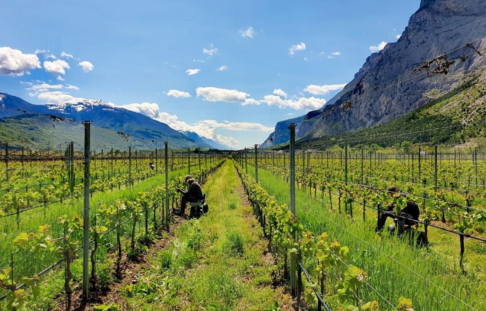 El corazón de Trentino en la Cueva de Toblino 18,00 €