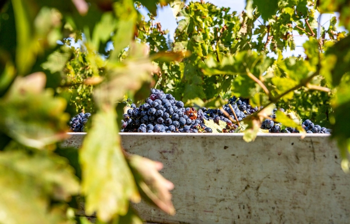 Visita y degustaciones en Tenuta Cerulli Spinozzi 1,00 €