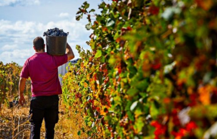 Visita y degustación - Bodegas Franco Espa'olas 15,00 €