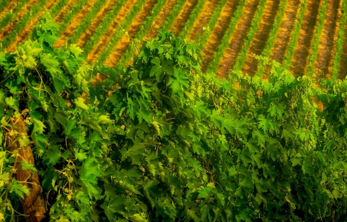 Visita y degustaciones en la Cantina Marramiero 1,00 €