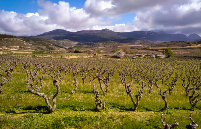 Visita la Finca Pago de Carraovejas 68,00 €