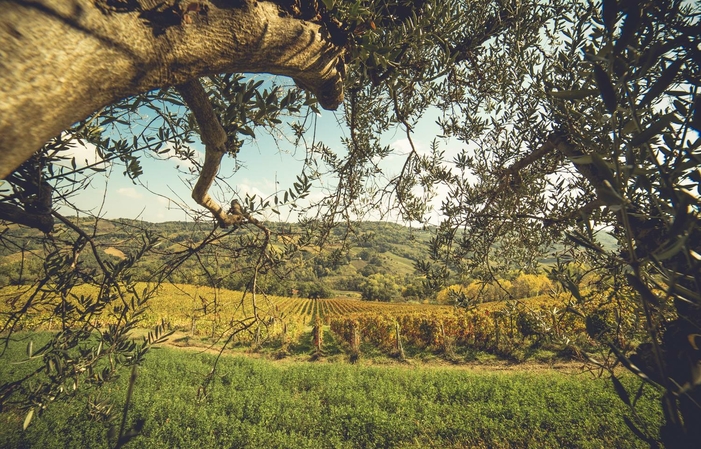 Visita y degustaciones de Masciarelli Tenute Agricole 1,00 €