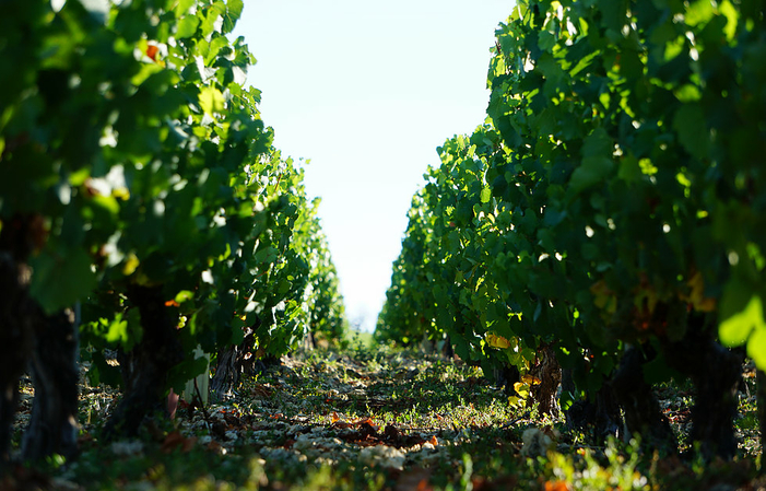 Visita y degustación en Domaine Pascal Henry 1,00 €