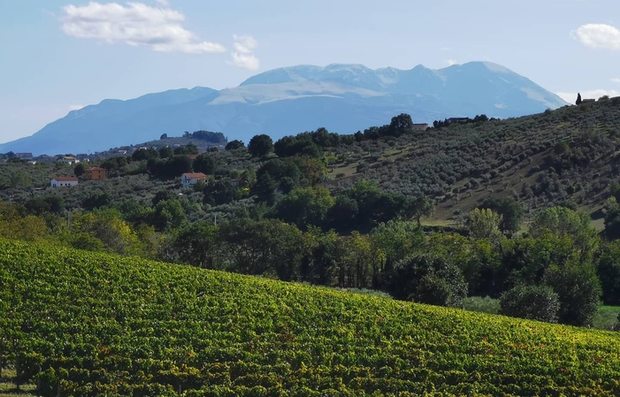 Visita y degustación en Vini Contesa 1,00 €