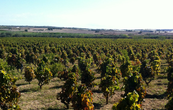 Visita y degustación en Domaine Riofavara (Menú VERDE) 20,00 €