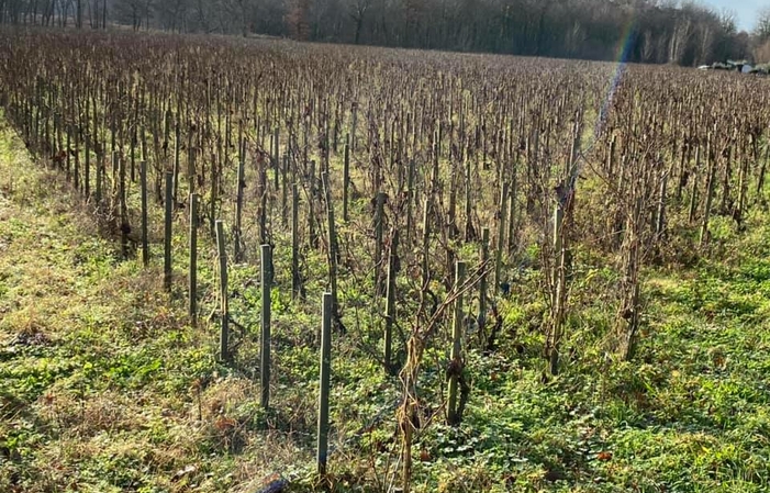 Recorrido de degustación por Chateau des Landes 1,00 €