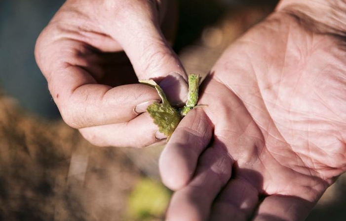 Champagne Cuillier: momento ecológico, visita de l 15,00 €