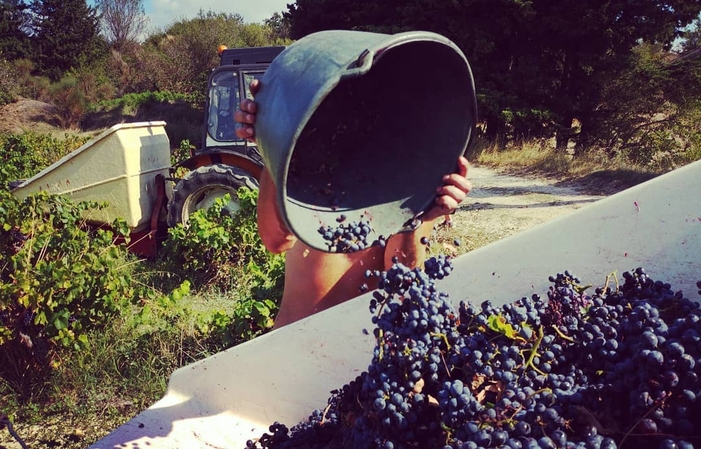 Visita y degustaciones en Domaine Saint Laurent 10,00 €