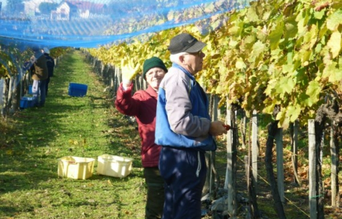 Visita a la Bodega Németh Pince 163 JPY