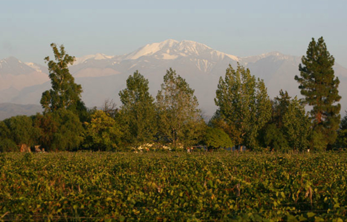 Visita Bodega Luis Mora 5,00 €