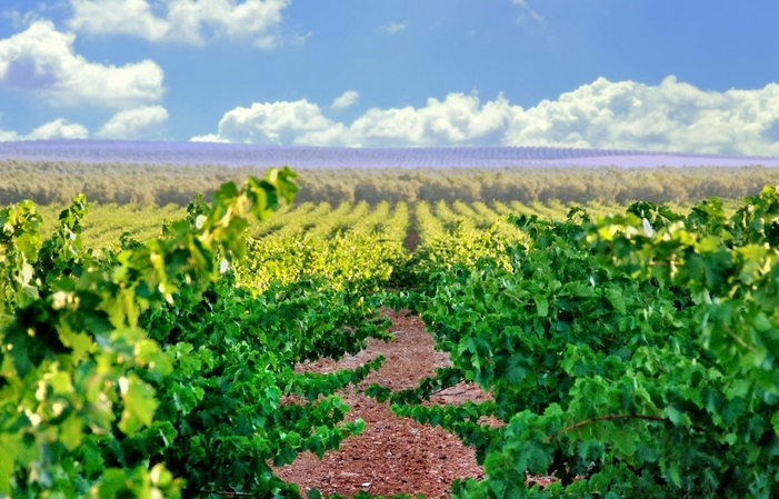 Visita y degustación de Bodegas Málaga Virgen 35,00 €