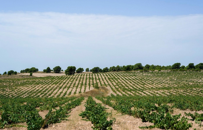 Visita de BODEGAS BLEDA 5,00 €