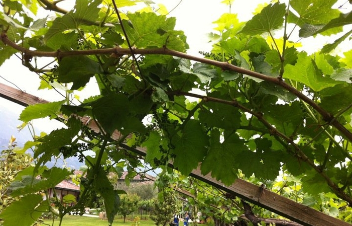 Visita y sabor de Letrari_trentodoc 1,00 €