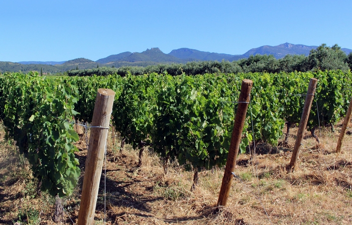 Visita y degustaciones del clos du lucquier 1,00 €