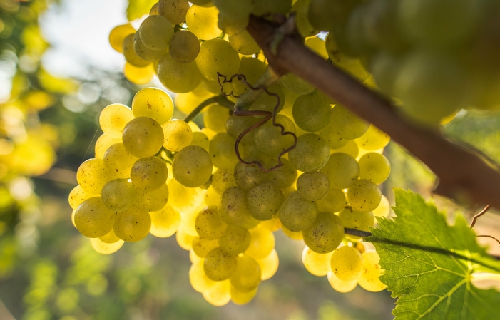 Bodegas y Viñas en la bodega Müller-Catoir 1,00 €