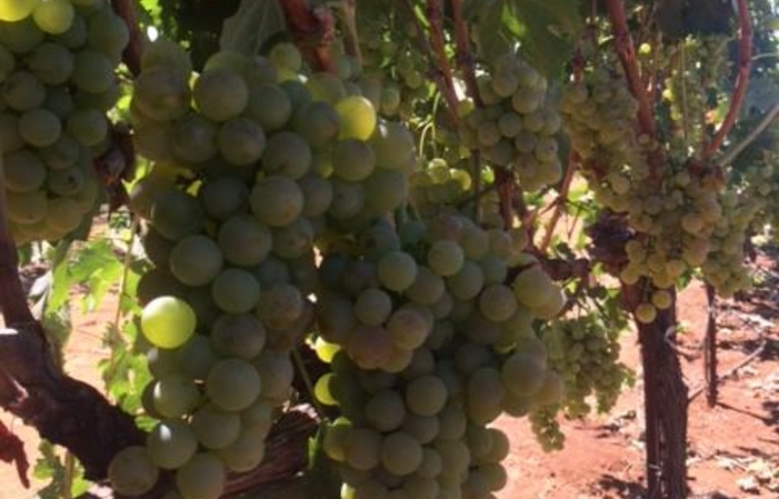Visita y degustaciones de la finca EDMUNDS ST. Juan 1,00 €