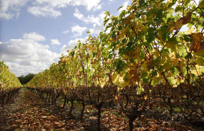 Visita y degustación en Domaine Brocourt 1,00 €