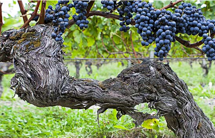 Visita al Chateau La Marzelle 1,00 €