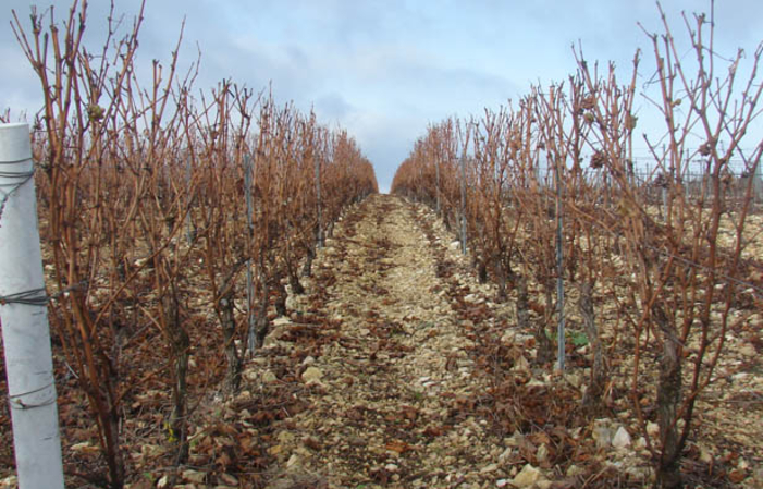 Visita y degustación en Domaine Sorin DeFrance 1,00 €