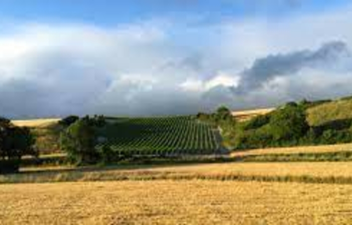 Visita y Degustación en domaine Côtes de l'Estuaire 1,00 €