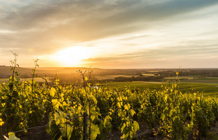 Visita y degustación en Domaine Philippe Dechelle 1,00 €