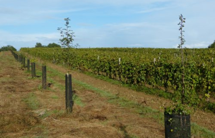 Visita y degustación en la Finca Pajot 1,00 €