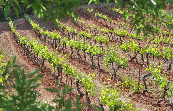 Visita y degustación en château Henri Bonnaud 19,00 €
