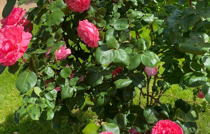Visita y degustación del Château de Champ-Renard 60,00 €