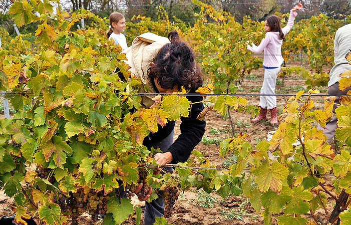 Visita y degustación en Domaine Ricardelle de Lautrec 1,00 €