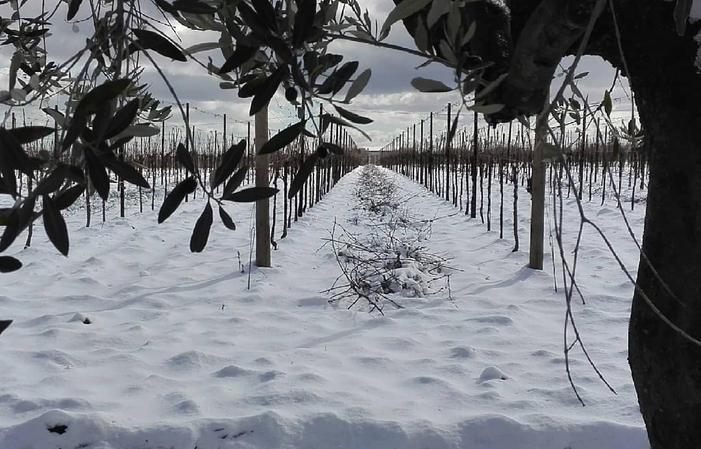 Visita y degustaciones en La Vinarte Azienda Agricola 1,00 €