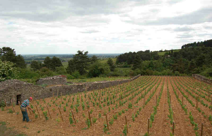 Visita y degustación en Domaine Bernard Millot 1,00 €