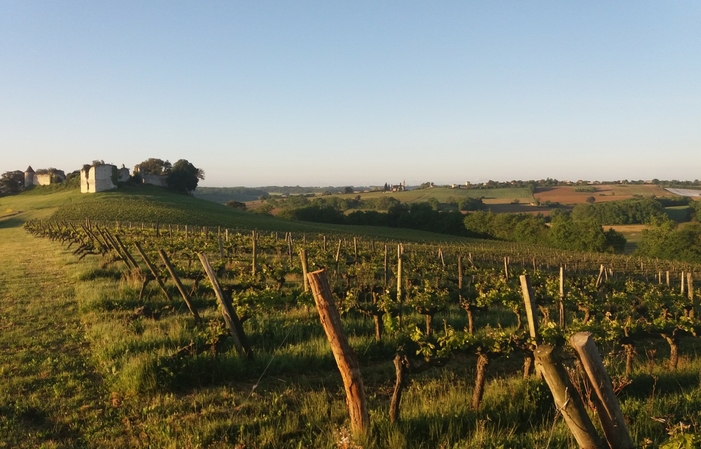 Visita y degustación en la Finca Pajot 1,00 €