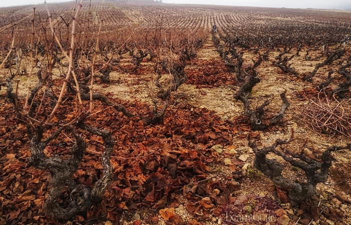 Visita y degustaciones en el Beaubourg Wine Tour 75,00 €