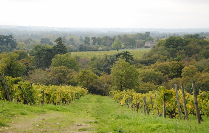 Visita y degustación: entre Savennières y Layon 9,00 €