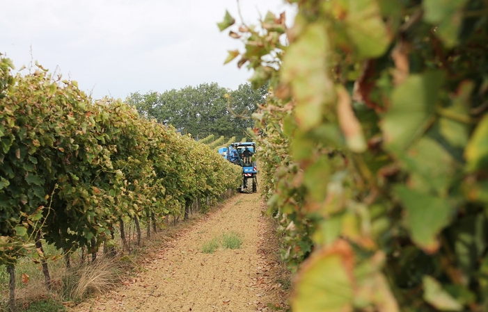 Visita y degustación en domaine de Magnaut 1,00 €